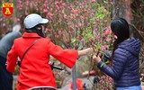 Rực rỡ sắc xuân ở chợ hoa Hàng Lược
